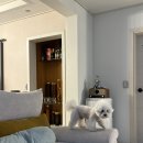 북구우리들병원 | 광주 북구 용봉동 애견미용 고양이 미용도 하는 다드멍 내돈내산 후기