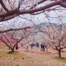 매화농장 | 부산 매화 명소 반짝반짝 기장매화원 개방날짜 주차 개화 상황 방문후기