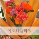 이오니플라워 이미지
