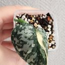 묘한정원 이미지