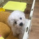 센스펫(노은점) 이미지