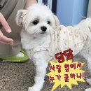 오늘뿐이개 이미지