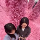 핑크트리 이미지