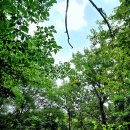 편백나무숲 이미지