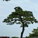 포항골프장(회원제) | 포항오션힐스cc 6월 라운드 후기 파인코스 힐코스