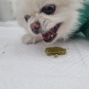 츄잇츄 이미지