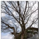 목계숲 2 이미지