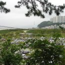 몰운대유원지 Daum카페