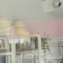 젤리스팝