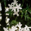 재스민향기 이미지