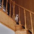 여수 댕댕이 애견 가족펜션 골드 이미지