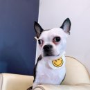 애견샵 컬리독 이미지