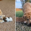 소중하개 이미지