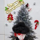 비비드그루밍 이미지