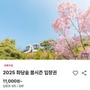 화담숲 벚꽃축제 수선화축제🌸🌼실시간 모습, 후기