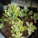 마니 이미지