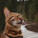 냥스타그램 이미지