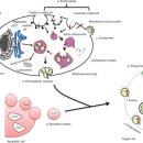 Re: 중간엽 줄기세포 Extracellular vesicles(엑소좀) 치료법 2015년 .. 이미지