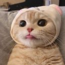 나만없어고양이 이미지