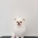 비주얼펫살롱 이미지