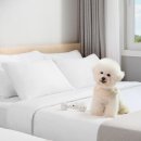 한화리조트/평창 이미지