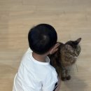 창너머 고양이 | [평택합정동카페]25개월 아이와 함께한 &#34;삼층고양이카페&#34; 후기