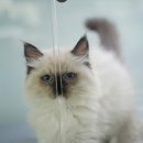 핑크젤리캐터리 이미지