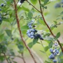 블루베리 이미지