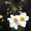 아네모네 이미지