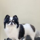 아미고 펫살롱 이미지