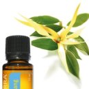 일랑일랑 이미지