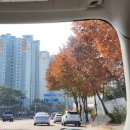 계림꽃농원 | [#주간일기챌린지 / 23] 가을이 왔ㄷ ㅏ.. ! 가을이 간다 .. !