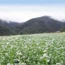 메밀꽃 이미지