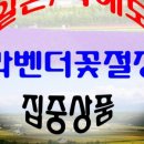 (주)라벤더투어 이미지