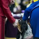 Dog Show 이미지