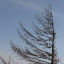 하얀풍차 이미지