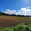 샛별목장 이미지