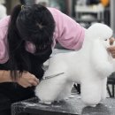 애견미용 이미지