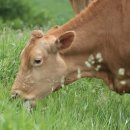 소 이야기 이미지