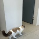 용산-119 | [남영역 미용실] 용산 봄디아 아베다 염색 후기 (w.이유 디자이너)