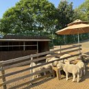 홍천목장 이미지