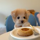 더해빙 베이커리카페 이미지