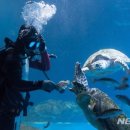 롯데월드아쿠아리움 이미지