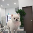 애견미용실 이미지