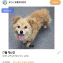 1826 | [❤️입양후기❤️] 1826. 해롱이🐶