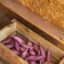 희망을키우는농부 귤이네 이미지