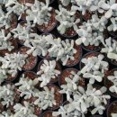 마블농장 이미지