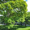 옥스브릿지센터 | [영국/옥스포드]옥스포드대학교 졸업식,Christ Church Meadow,우스터컬리지,글로스터 그린 마켓,안녕...