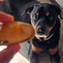 땡칠이치킨 | 강아지 관절에 좋은 음식 초록입홍합 동결건조 간식