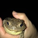 독금농장 이미지